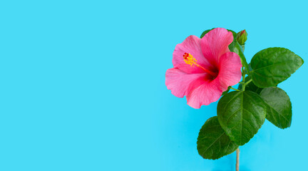 Fototapeta premium Hibiscus flower on blue background.