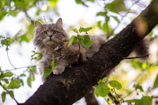 The cat is sitting on the tree
