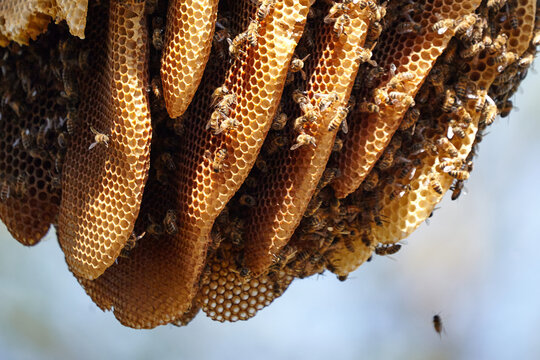 Close up of bees on honeycomb 