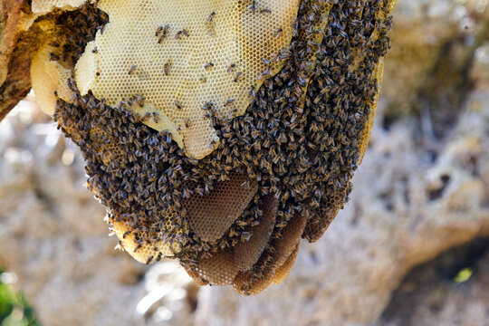 Beehive