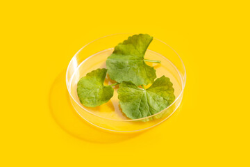Fresh leaves of gotu kola in petri dishes on yellow background.