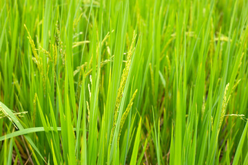 Rice plant in rice field.