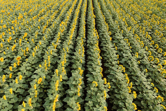 Ripe sunflower field in June. Drone shot.