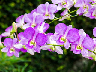 Purple dendrobium orchids is blooming in garden
