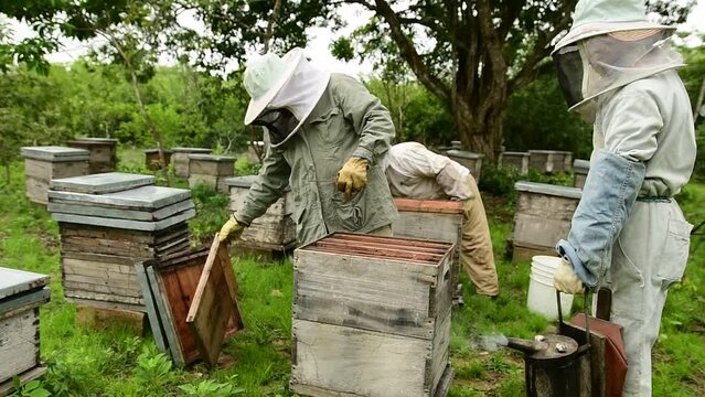  apicultores revisando colmena de abejas en un apiario
