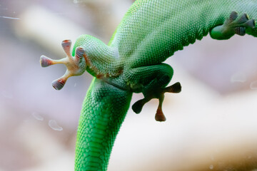 Green gecko in zoo