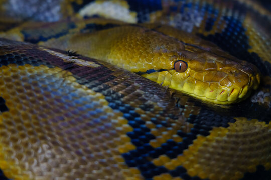 boa snake head in zoo