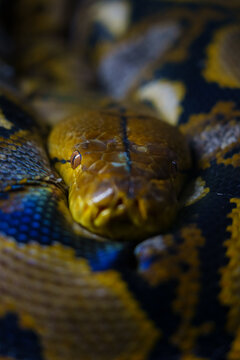 boa snake head in zoo
