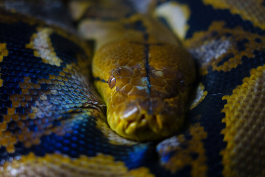 boa snake head in zoo