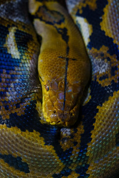 boa snake head in zoo
