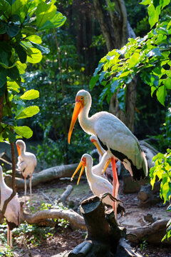 crane bird in zoo