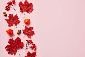 Autumn flat lay composition. Red maple leaves, rowan, physalis flowers on pastel pink background....