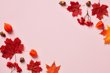 Autumn flat lay composition. Frame made of red maple leaves, rowan, physalis flowers on pastel pink background. Minimal style. Top view.