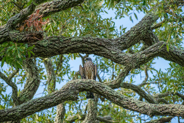 Fototapeta premium Juvenile Mississippi Kite Looks to the Right While Perched on a Large Branch of a Live Oak Tree in New Orleans, Louisiana, USA