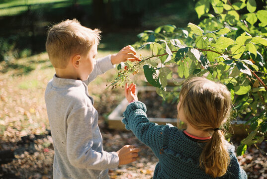 Two siblings standing in the garden in fall while picking raspberries