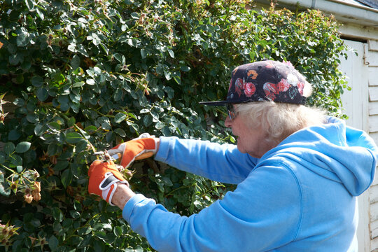 Senior Lady Pruning Rose Bush