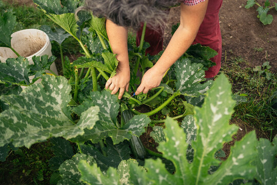 Farmer woman harvesting on the vegetable patch