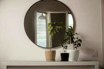 Indoor tree leaves decoration reflex in the round mirror on the gray color wall as minimal style interior. Plants on the table near a mirror in the living room.	