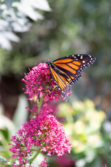 Striped Danaus plexippus Monarch butterfly gathers pollen from the bright pink flower blooms in the desert botanical garden