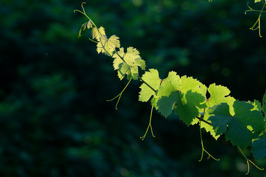 Grapevine