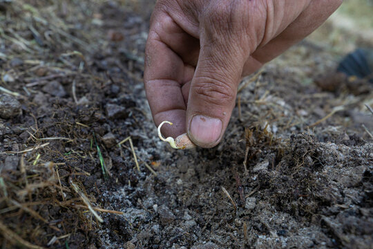 Peanut Planting