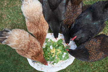 Chickens eating from plate of treats from kitchen