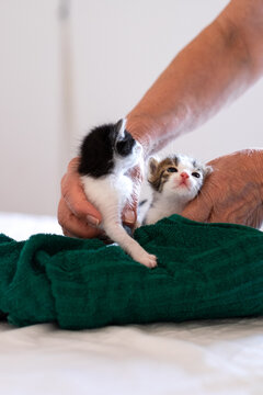 Newborn baby kittens adopted from the street