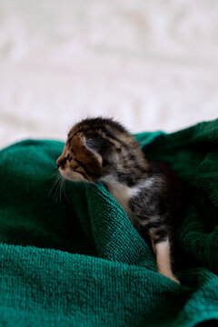 Newborn baby kittens adopted from the street