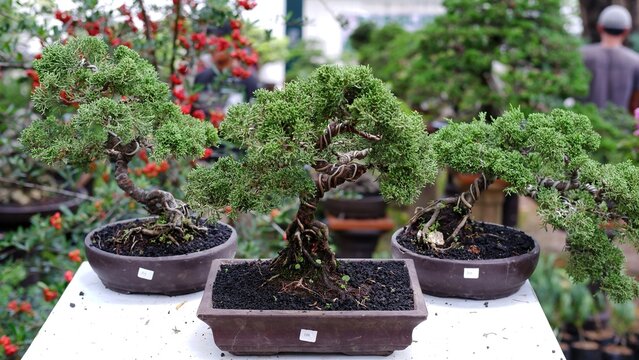 Penjing Images – Browse 1,677 Stock Photos, Vectors, and