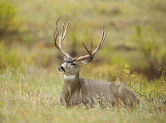 Mule Deer buck with huge antlers bedded in a meadow during the autumn deer season