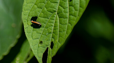 leaf on a black background