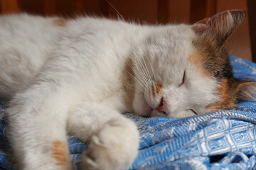 Naklejka na ściany i meble Cute fluffy cat sleeping on blue blanket, closeup. Adorable pet