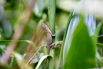 lizard on a tree