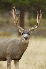 Mule Deer buck in a meadow during light snow flurries 