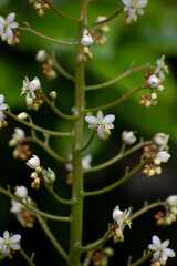 flower in the garden