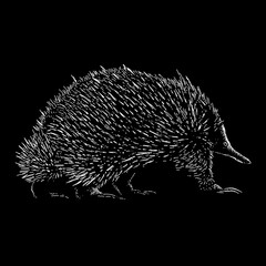 Echidna hand drawing vector illustration isolated on black background