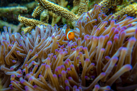 Coral In Sea Redang Island