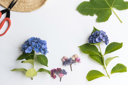 Clippings from the garden