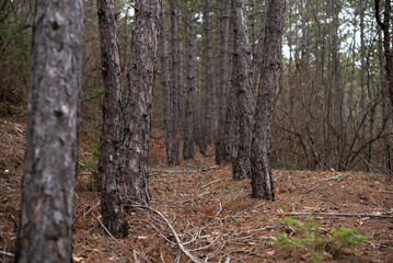 autumn forest of pine trees, fall leaves, landscape