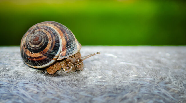 Close-up Of Snail