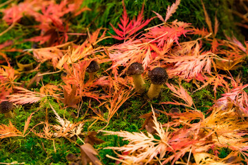 Fallen Japanese maple tree leaves decors the green grass as mushroom fungus peacefully grows in a colorful scene. 