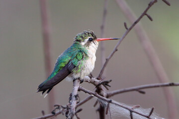 female Glittering-bellied Emerald (Chlorostilbon lucidus) perched on a branch with a spider's web