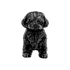 Yorkie-poo hand drawing vector illustration isolated on background