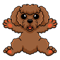 Cute toy poodle dog cartoon