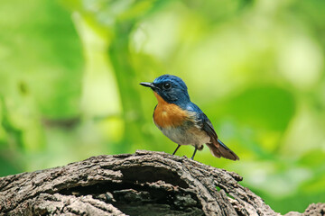 Fototapeta premium Tickell's Blue Flycatcher on ground