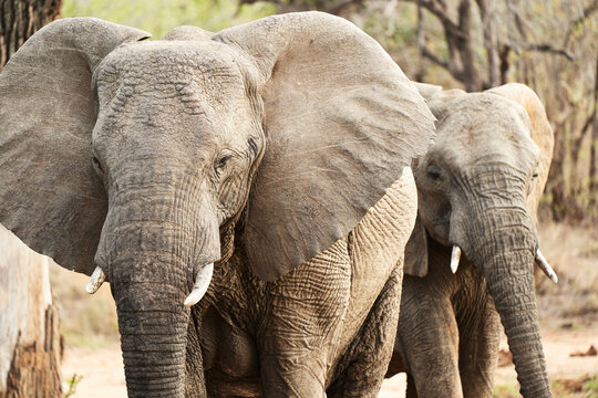 Fototapeta Two African Elephants