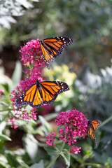 Three spotted Danaus plexippus Monarch butterflies gather pollen from the bright pink flower blooms in the desert botanical garden