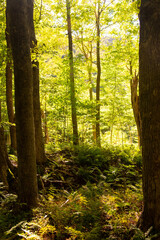 Glowing lush forest in Canada