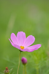 コスモスの接写