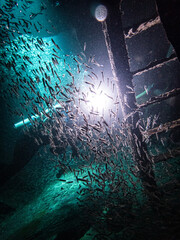 Silversides schooling inside the wheelhouse of the wreck of the Mr. Bud in the Carribbean Sea, Roatan, Honduras © Erin Westgate